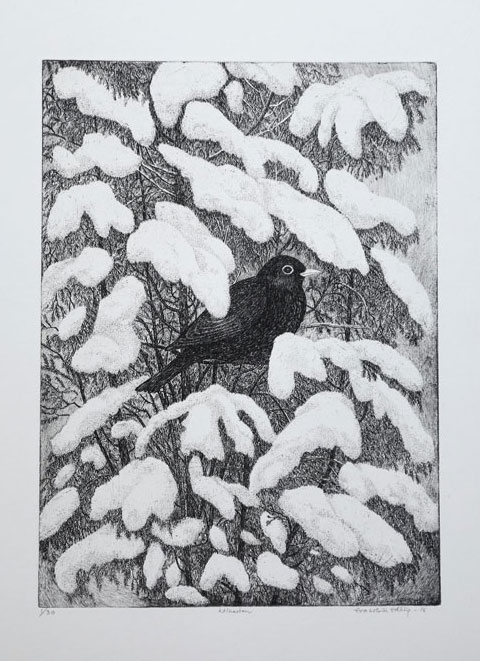 The Blackbird - Etching by Eva Holmér Edling.