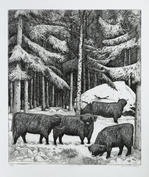 Highland cattle, winter - Etching by Eva Holmér Edling.