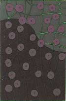 Plant Cells - Etching by Nils G. Stenqvist.