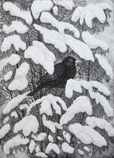 The Blackbird - Etching by Eva Holmér Edling.