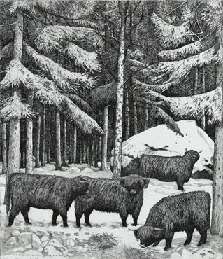 Etsning Highland cattle, vinter av Eva Holmér Edling.