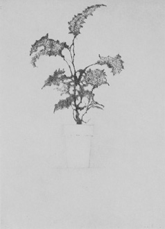 The White Pot - Drypoint by Lars Nyberg.