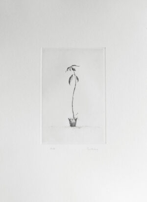 Young Avocado - Drypoint by Lars Nyberg.