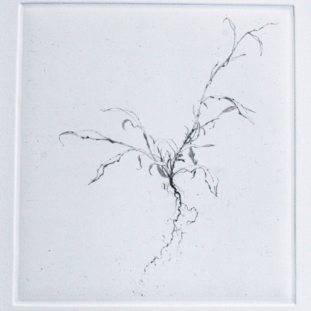 End result - Click on the image to view an enlargement of the drypoint.