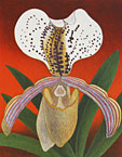 Orchid - Lithograph by Maria Hillfon.