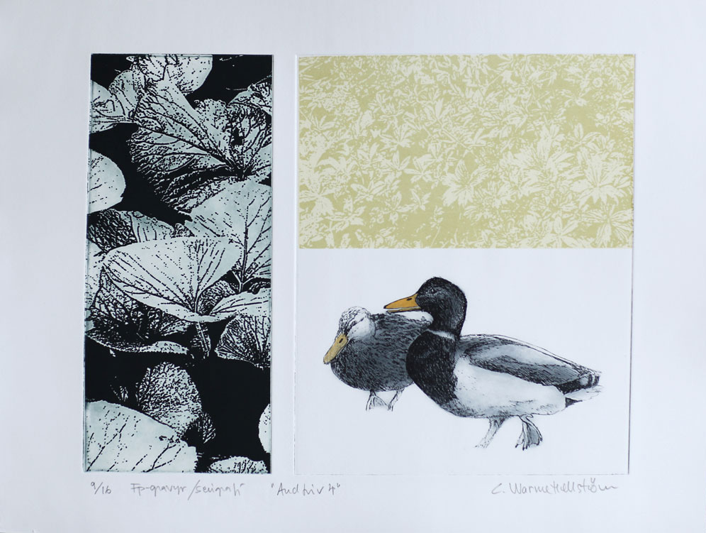 Life of Duck 4 - Photogravure/Serigraph by Catharina Warme Hellström